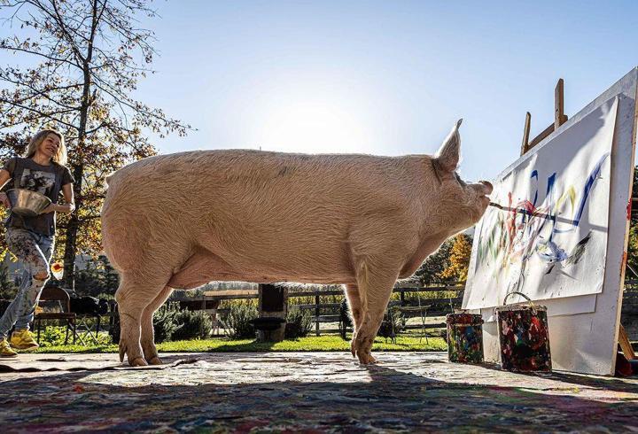 Ressam domuz ‘Pigcasso’ hayatını kaybetti