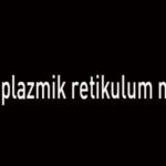 Endoplazmik Retikulum Nedir, Özellikleri Nelerdir? Endoplazmik Retikulum Görevleri Nelerdir?