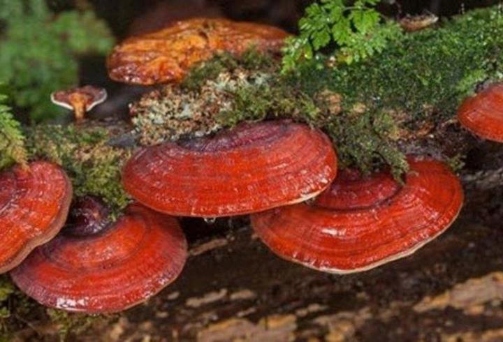 Reishi Mantarı Nedir, Nasıl Kullanılır? Kırmızı Reishi Mantarı Faydaları Nelerdir?