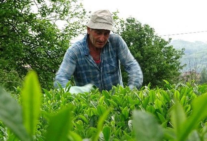 Bakanlık açıkladı! 2024 yılı yaş çay alım fiyatı belli oldu