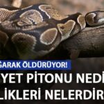 Kraliyet pitonu nedir, özellikleri nelerdir? Kraliyet pitonu zehirli mi?