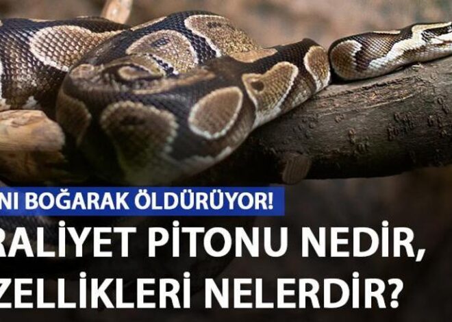 Kraliyet pitonu nedir, özellikleri nelerdir? Kraliyet pitonu zehirli mi?