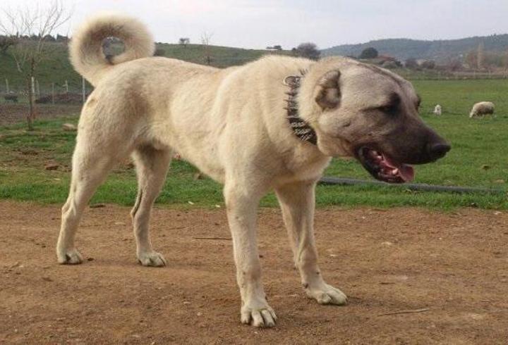 Anadolu Çoban Köpeği Özellikleri Nelerdir? Anadolu Çoban Köpeği Bakımı Nasıl Yapılır?