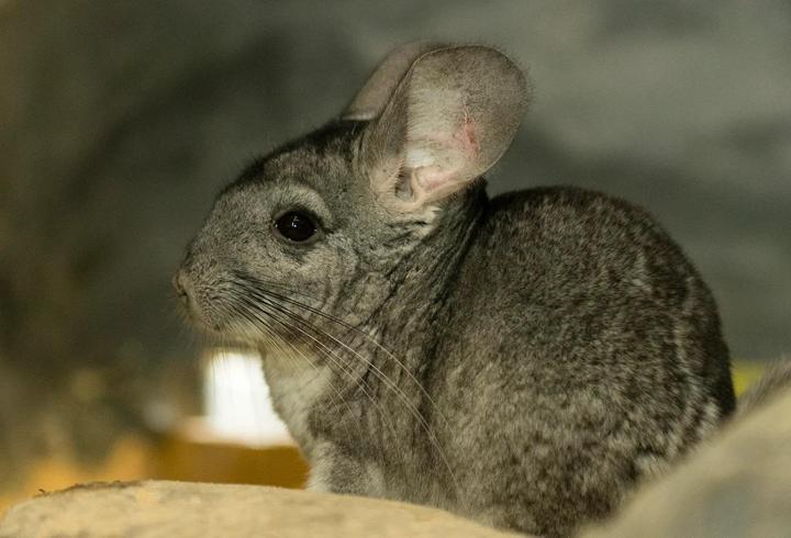 Chinchilla Kedisi Özellikleri Nelerdir? Chinchilla Kedisi Bakımı Nasıl Yapılır?