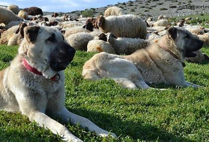 Çoban Köpeği Özellikleri Nelerdir? Çoban Köpeği Bakımı Nasıl Yapılır?