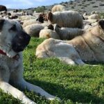 Çoban Köpeği Özellikleri Nelerdir? Çoban Köpeği Bakımı Nasıl Yapılır?