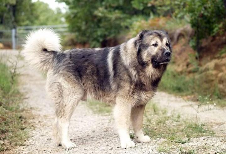 Kafkas Çoban Köpeği Özellikleri Nelerdir? Kafkas Çoban Köpeği Bakımı Nasıl Yapılır?