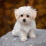 Maltese Köpeği Özellikleri Nelerdir? Malta Köpeği Bakımı Nasıl Yapılır?