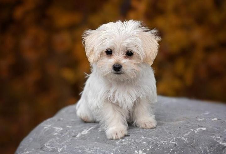 Maltese Köpeği Özellikleri Nelerdir? Malta Köpeği Bakımı Nasıl Yapılır?