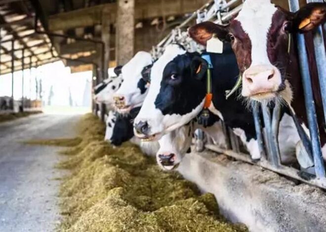 Tarım ve Orman Bakanlığı’ndan ‘satılamayan kurbanlık’ açıklaması