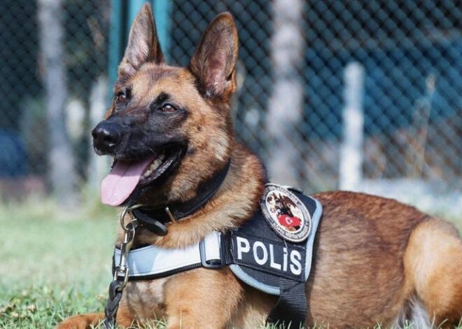 Polis Köpeği Özellikleri Nelerdir? Polis Köpeği Cinsleri Nelerdir?